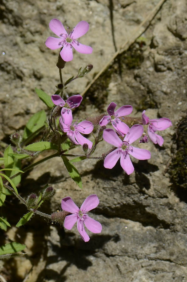 Saponaria ocymoides / Saponaria rossa